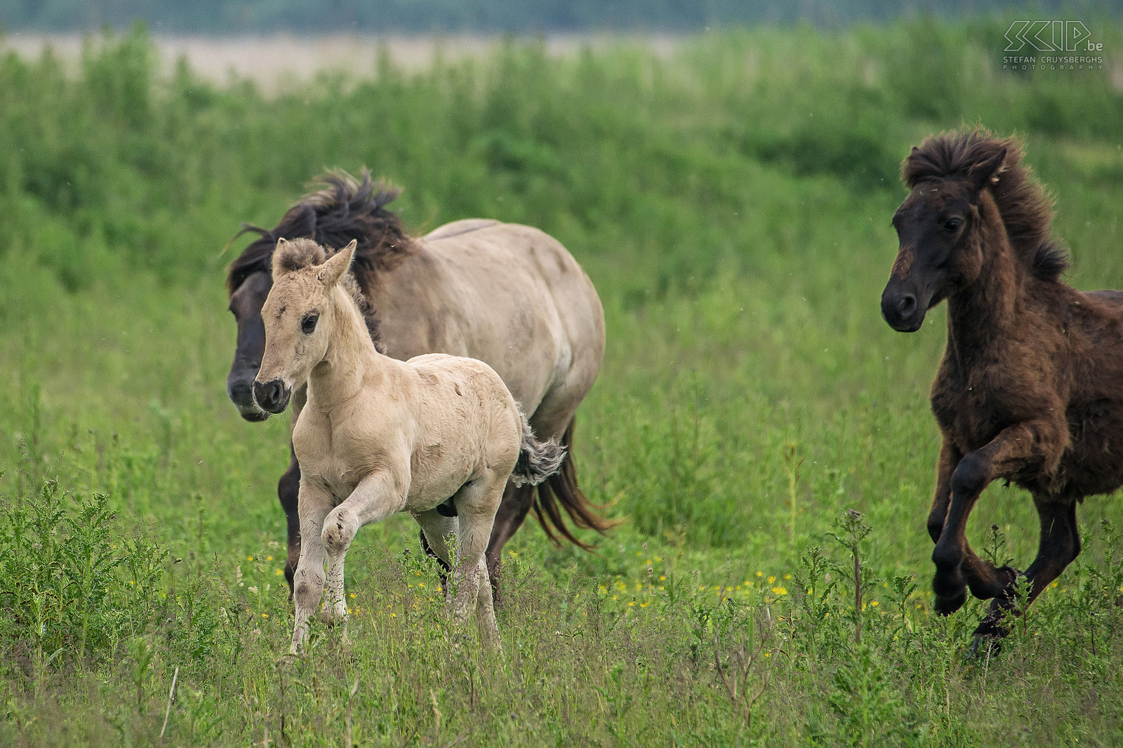 Konik horses - Oostvaardersplassen The Oostvaardersplassen in Flevoland is the largest national park in the Netherlands. It is a large wetland with reed plains, rough grassland and ponds that attracks thousands of birds such as geese, spoonbills, cormorants, herons, .... 25 years ago they introduced some deer, Heck cattle and Konik horses. Now there live about 1,000 wild horses, the largest population in Europe. The Konik is originally a Polish and Belarusian small wild horse. They live in large groups with many foals and there is often a lot of interaction and even fights. It is fantastic to spend some time between the horses.<br />
 Stefan Cruysberghs